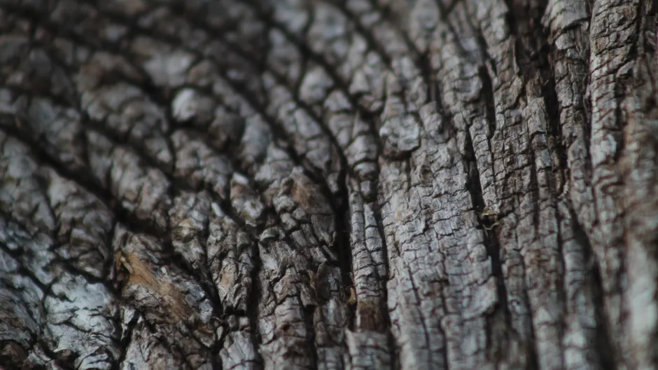 Detail Wood Grain Macro Photography Number 9