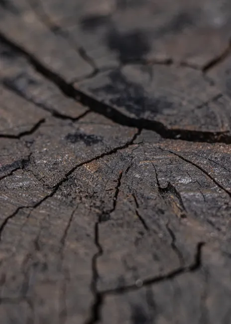 Detail Wood Grain Macro Photography Number 10