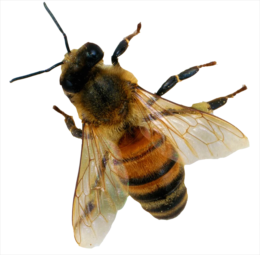 Bee Transparent Png 4031