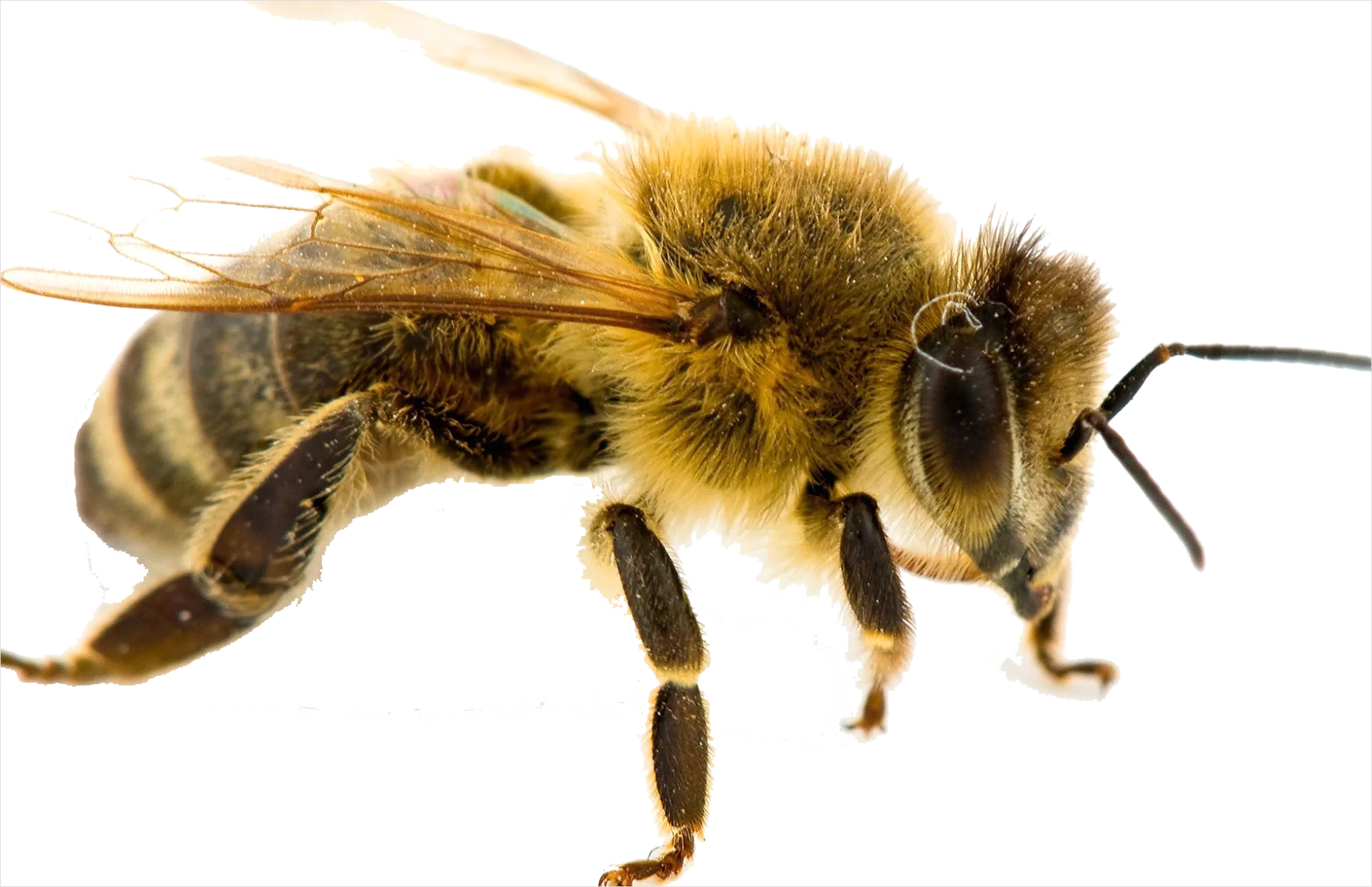 Detail Bee Transparent Png Number 14