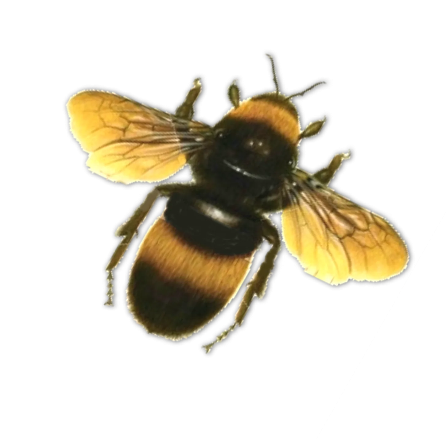Detail Bee Transparent Png Number 5