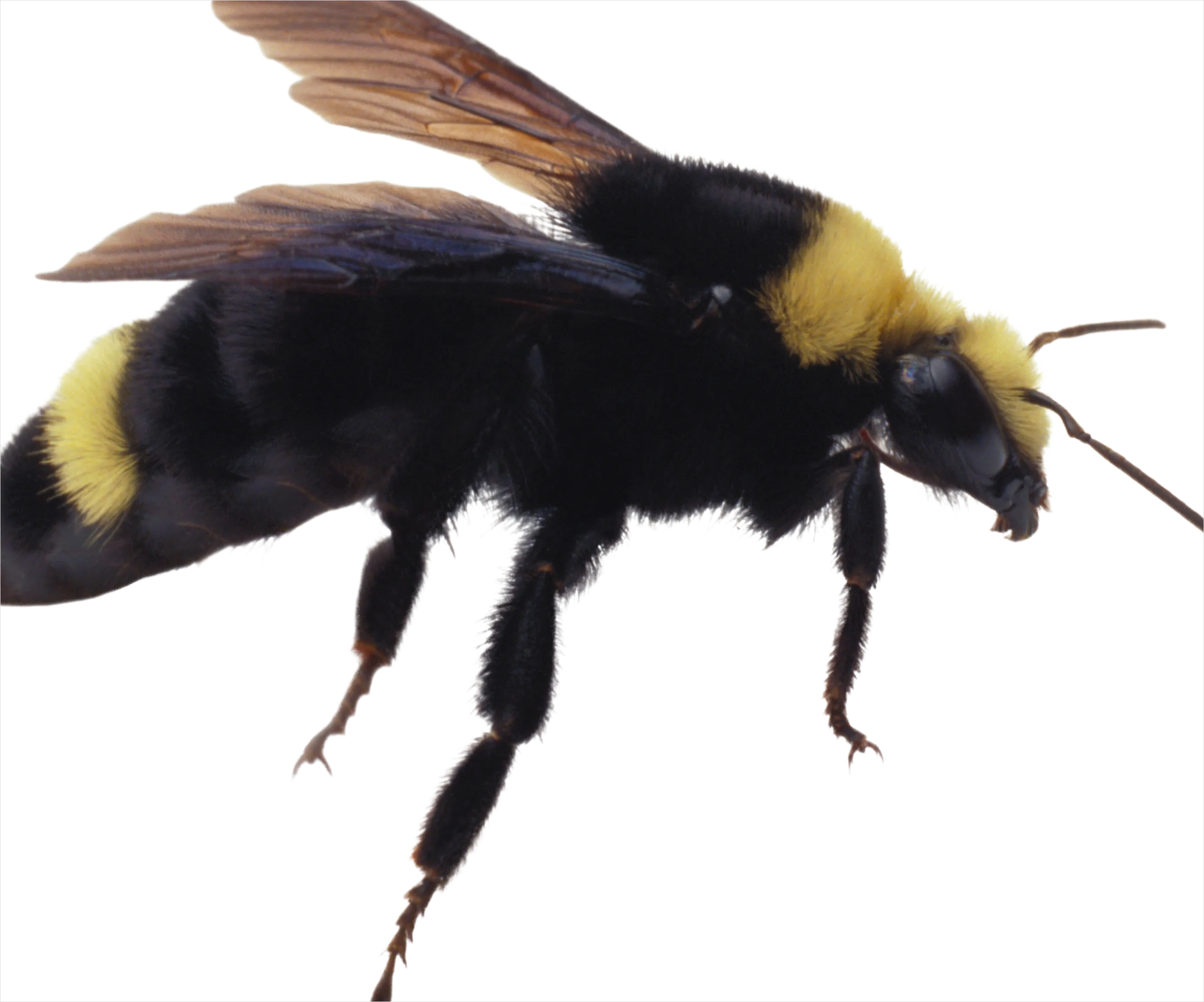 Detail Bee Transparent Png Number 6