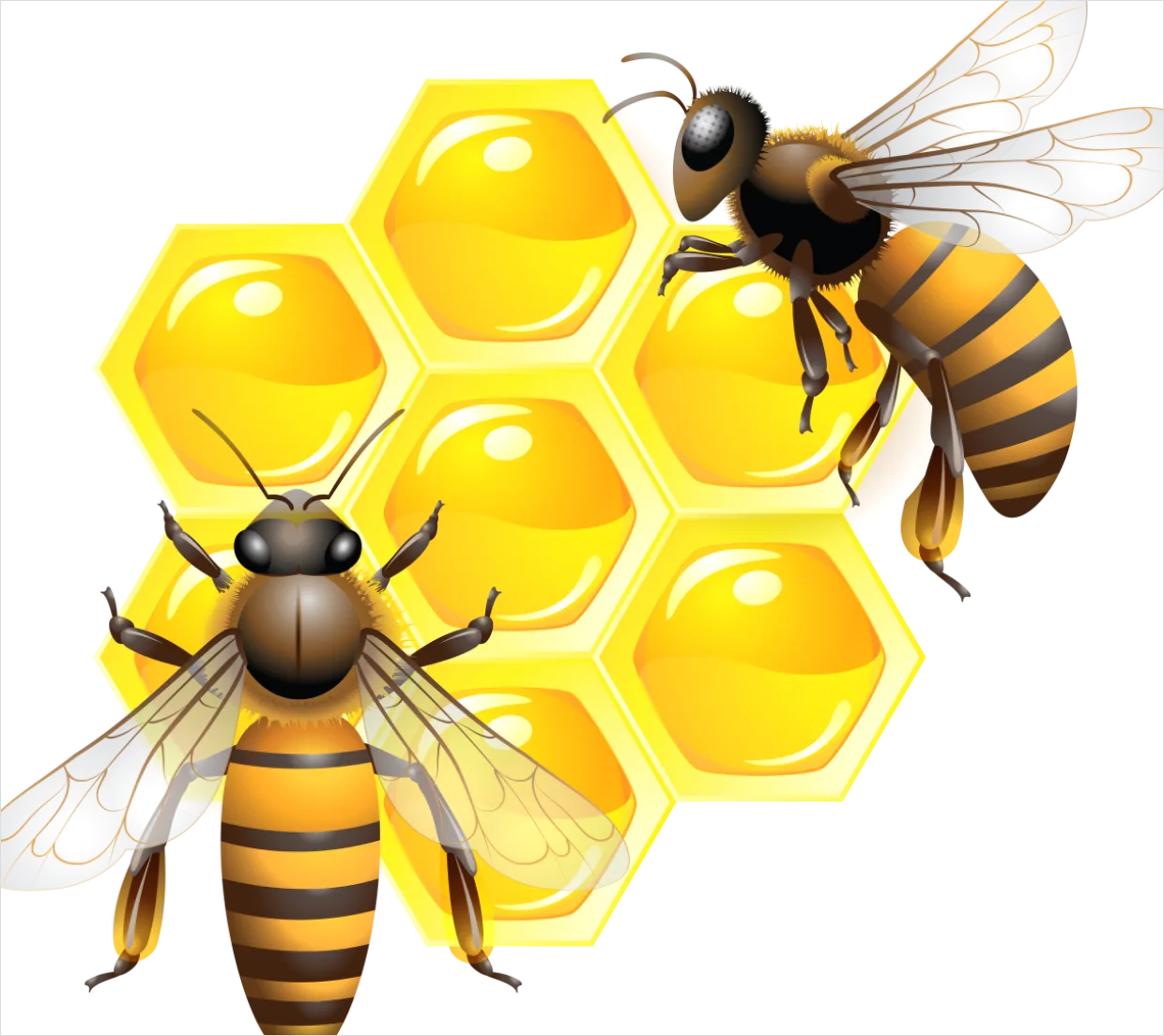 Detail Bee Transparent Png Number 8