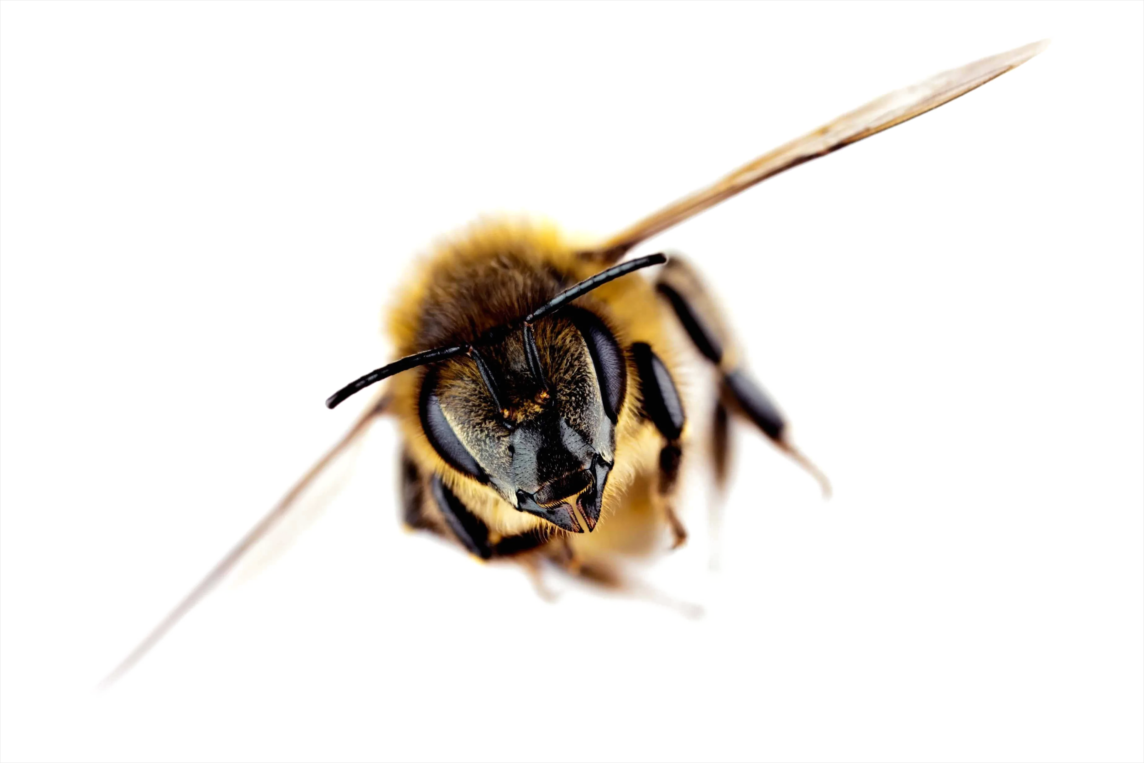 Detail Bee Transparent Png Number 9