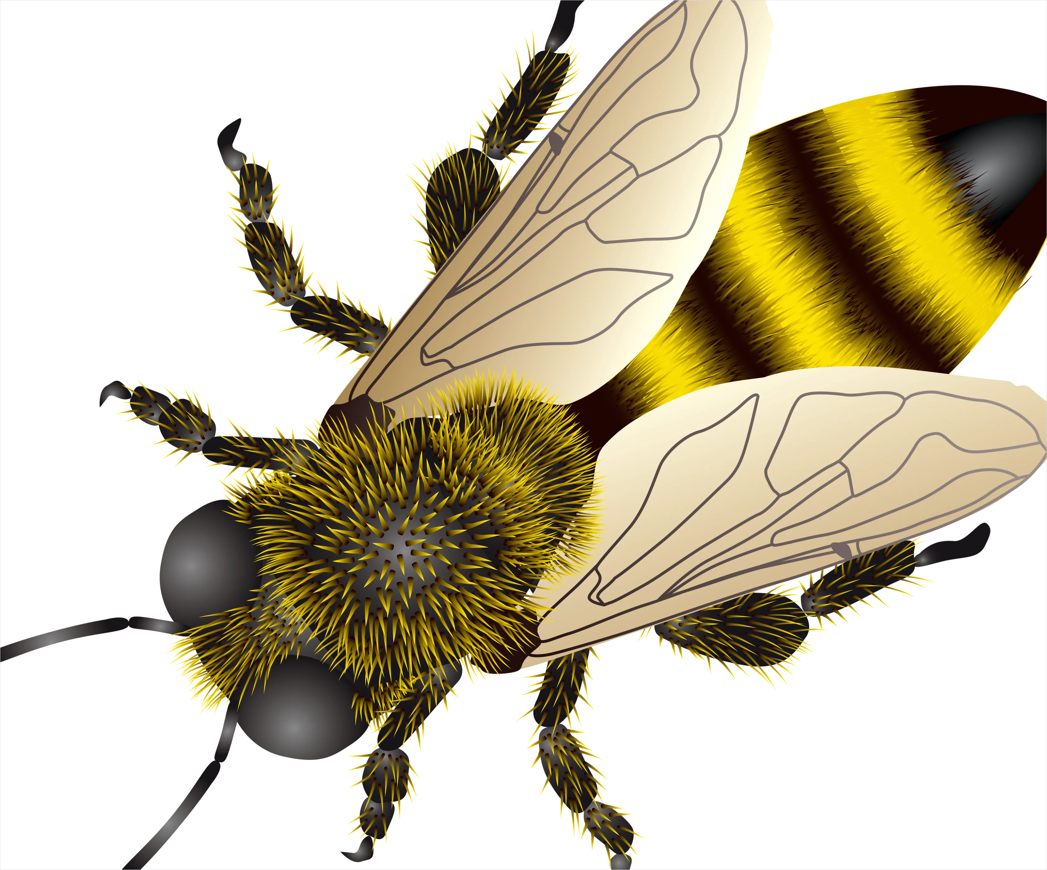 Detail Bee Transparent Png Number 10