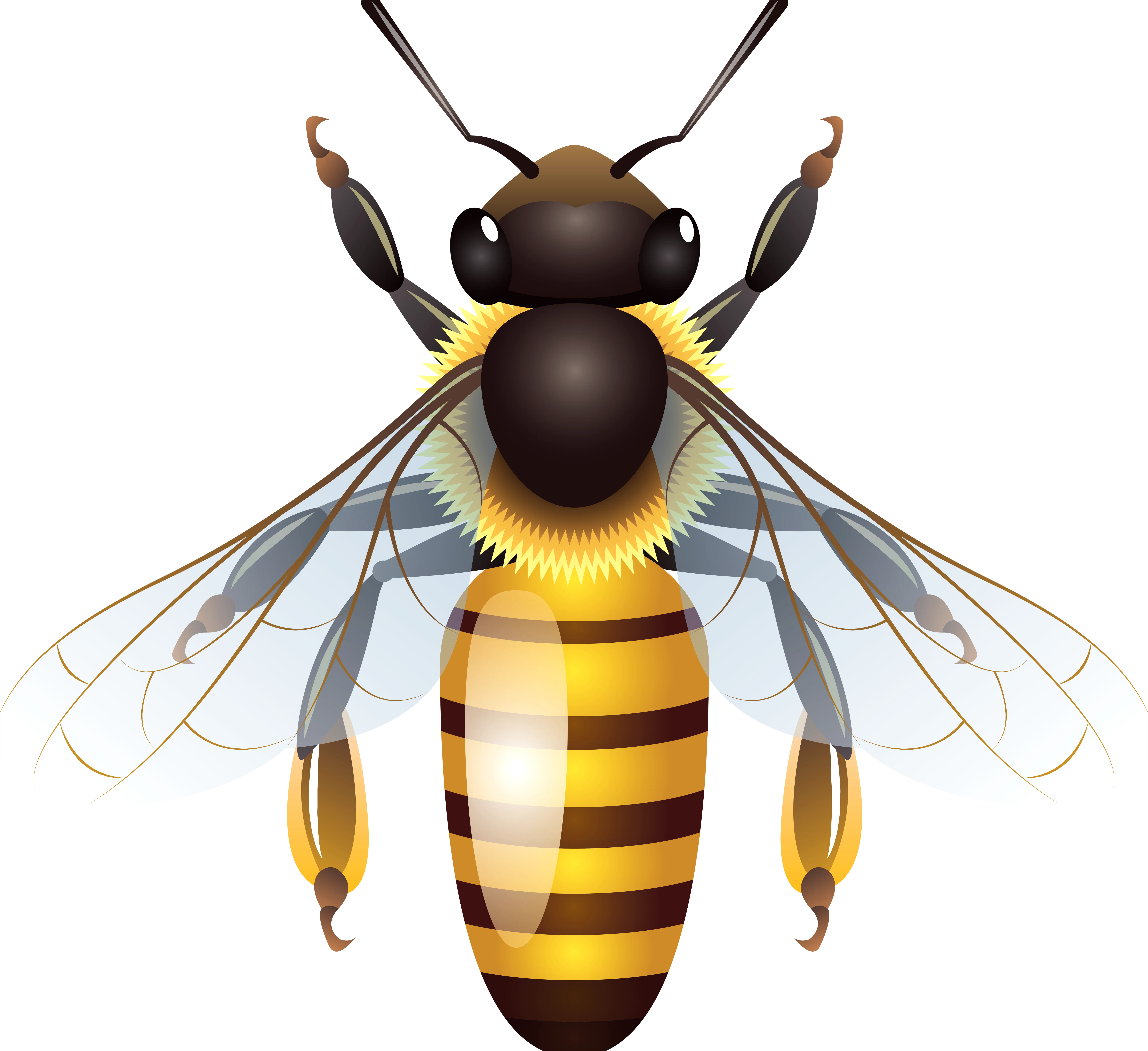 Detail Bee Transparent Png Clipart Number 12