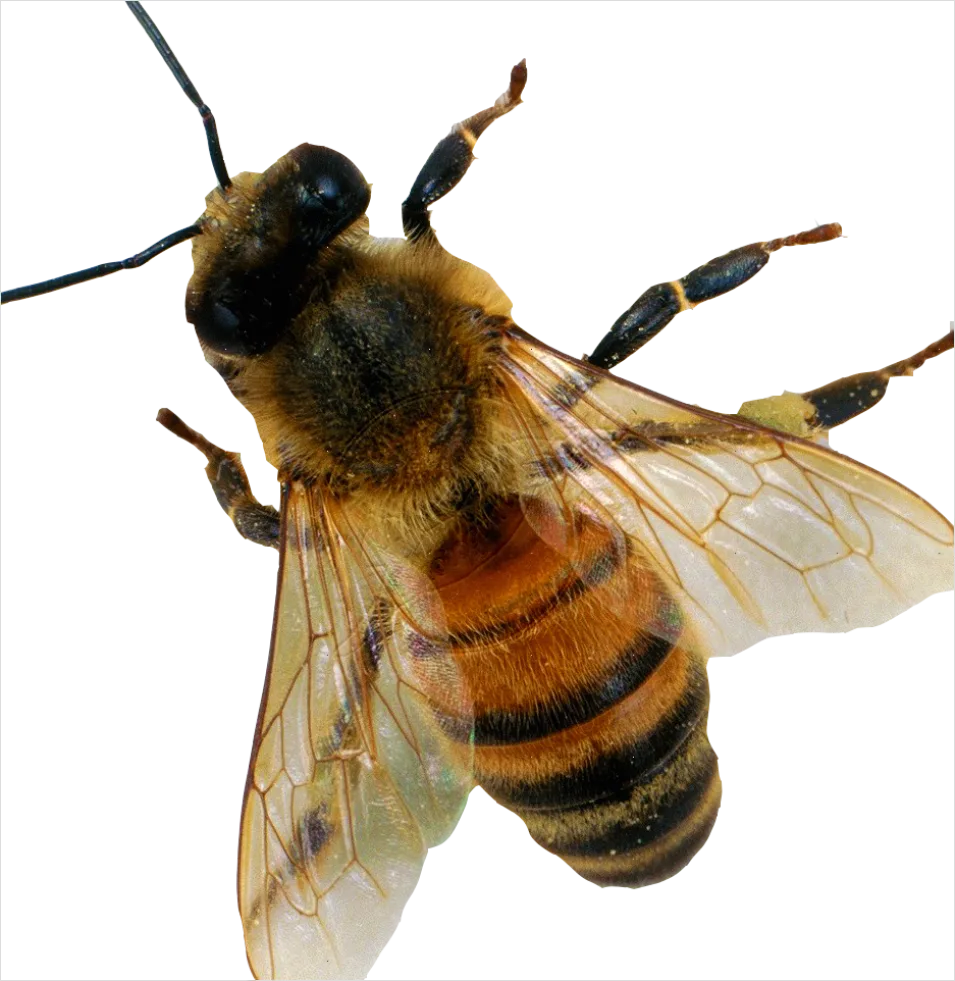 Detail Bee Transparent Png Clipart Number 14