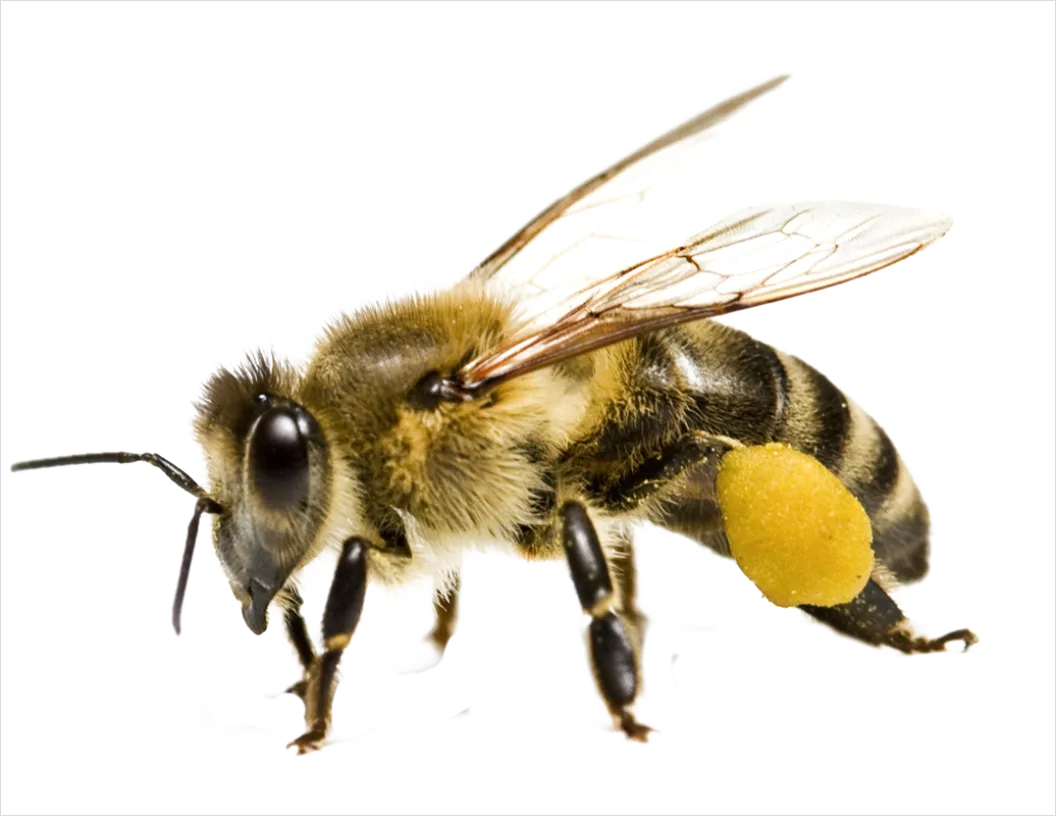 Detail Bee Transparent Png Clipart Number 17