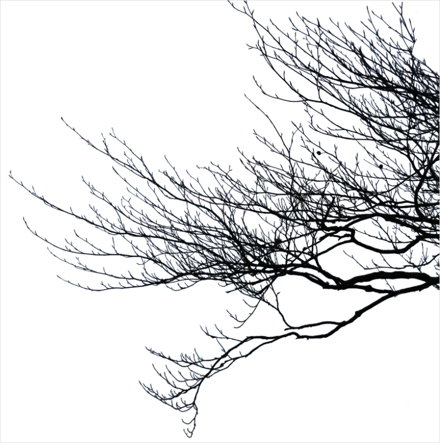 Detail Branch Silhouette Transparent Png Number 14