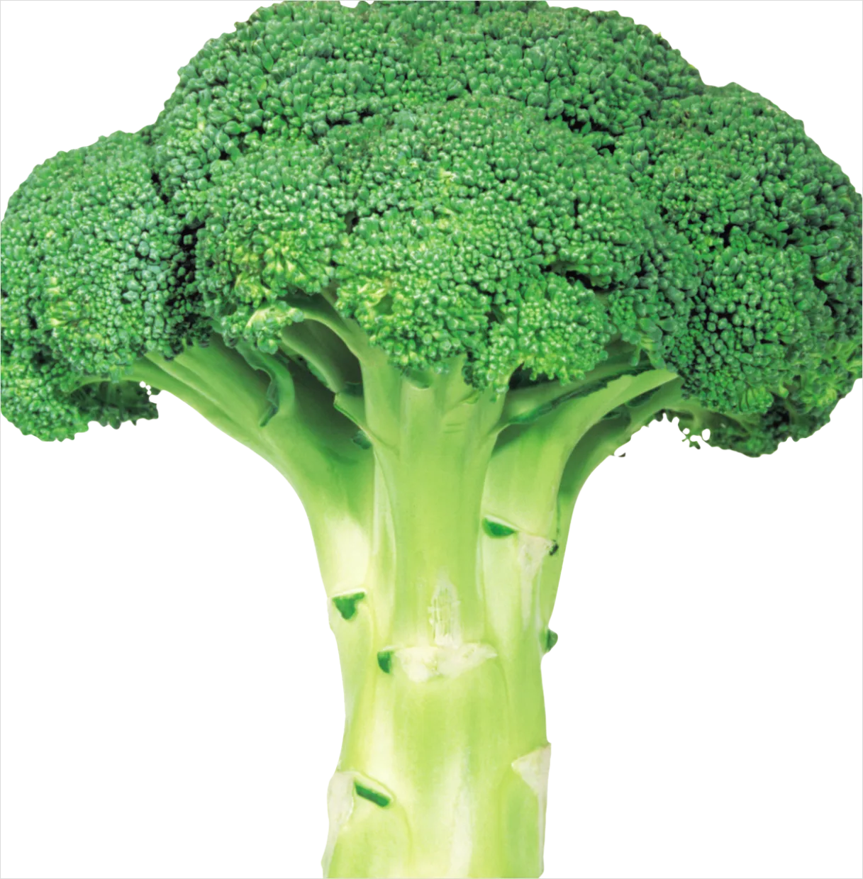 Broccoli Transparent Png 691e