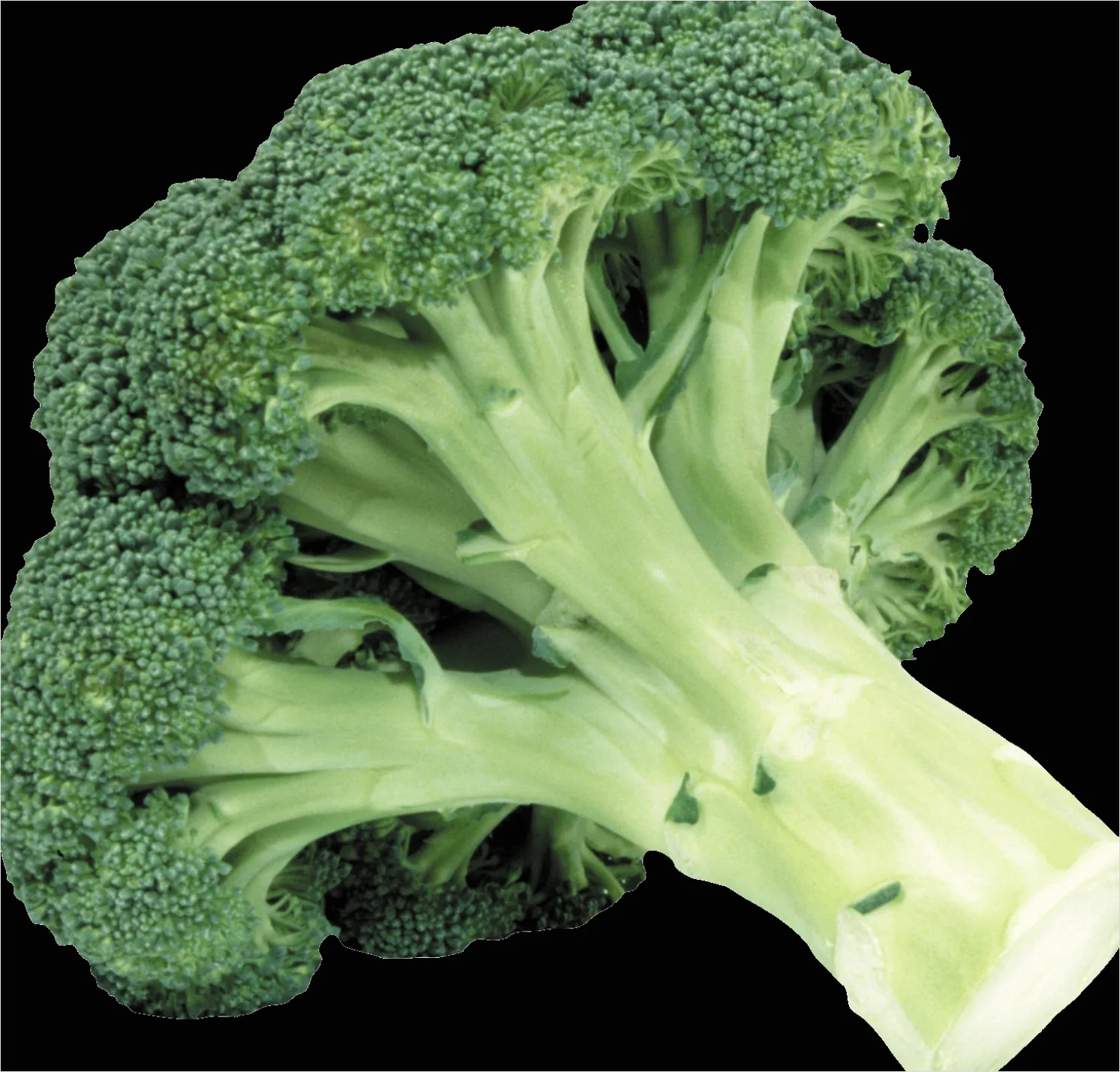 Detail Broccoli Transparent Png Number 2