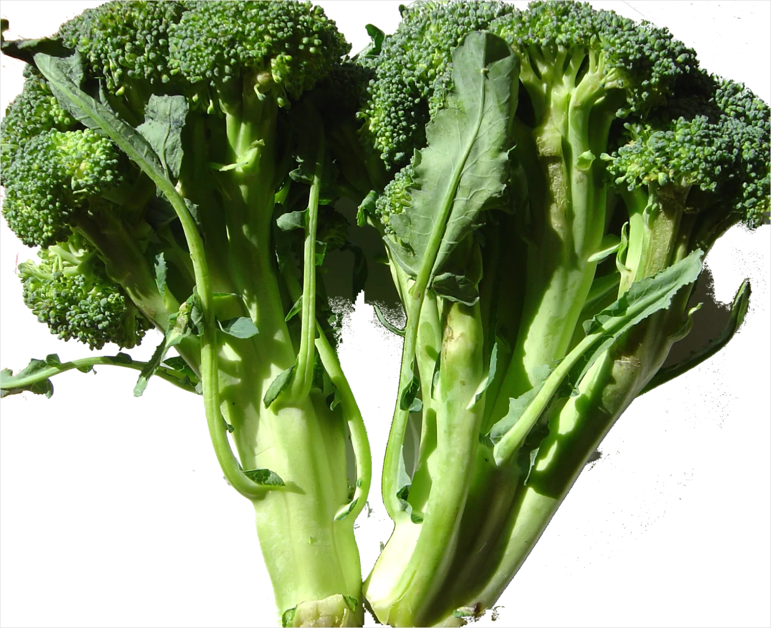 Detail Broccoli Transparent Png Number 11