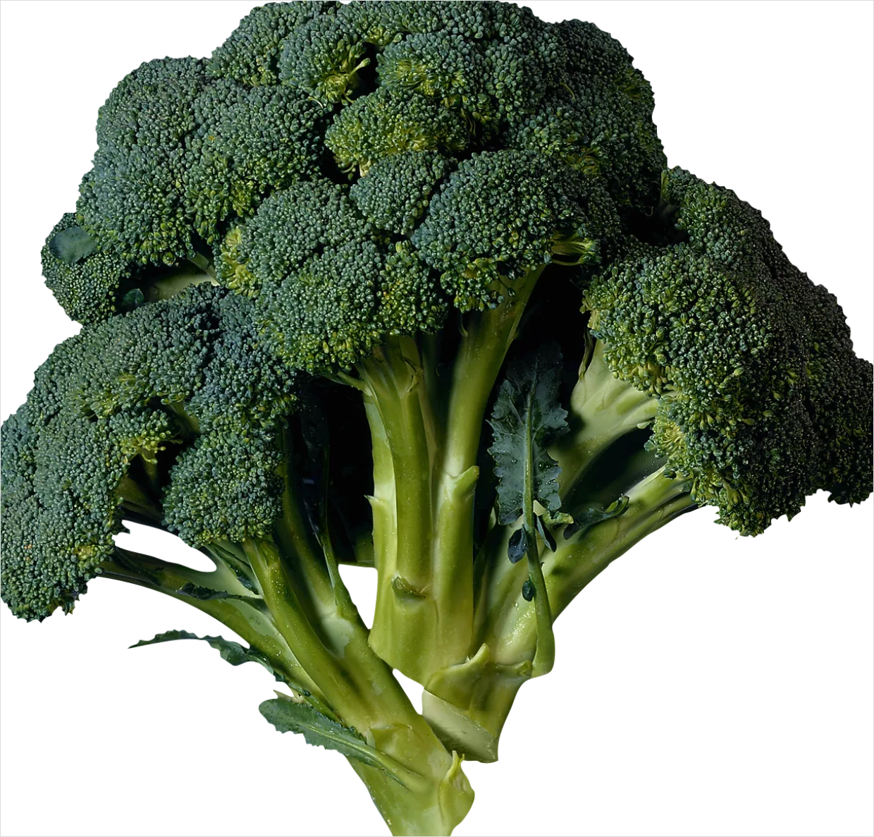 Detail Broccoli Transparent Png Number 4