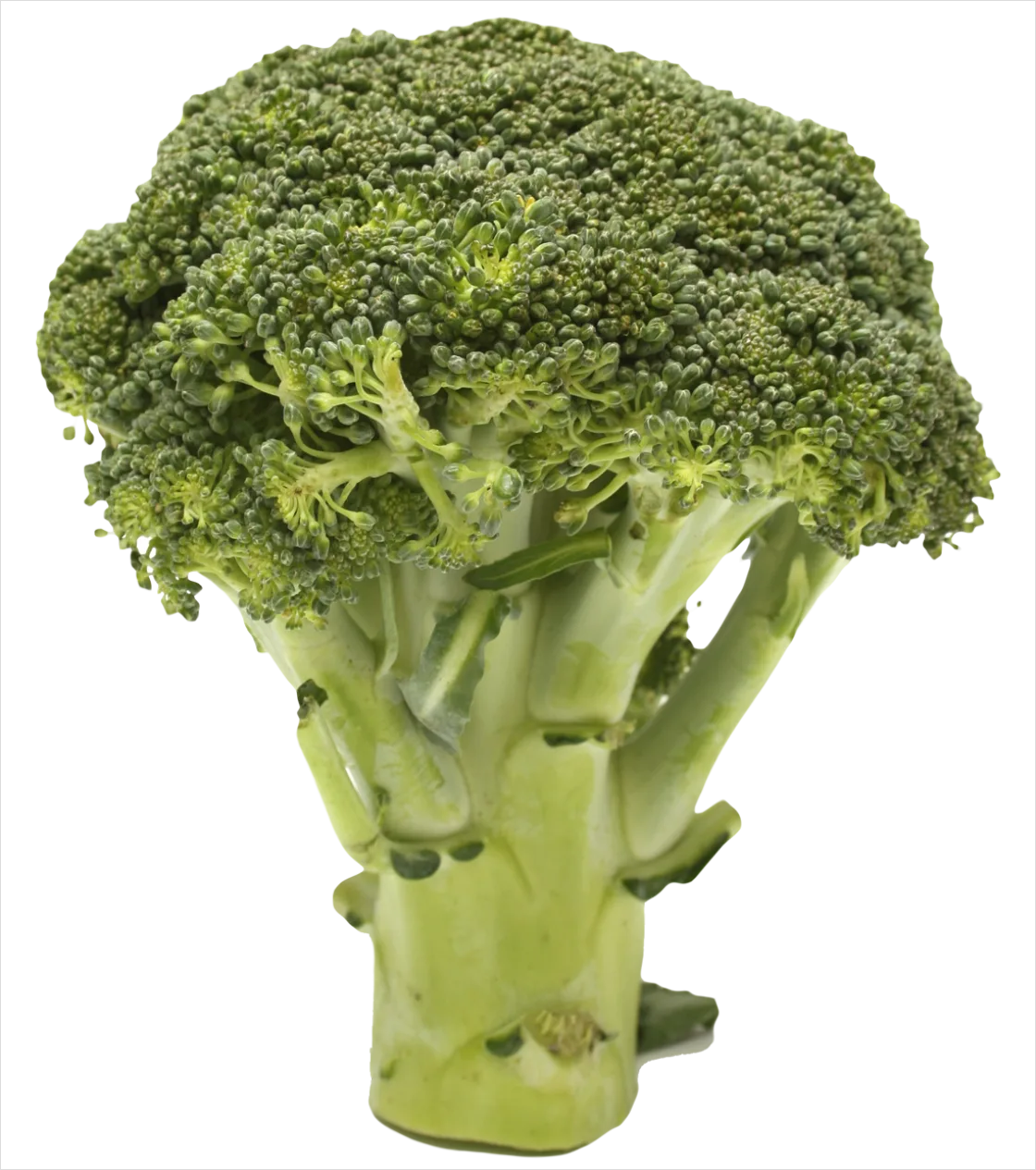 Detail Broccoli Transparent Png Number 6