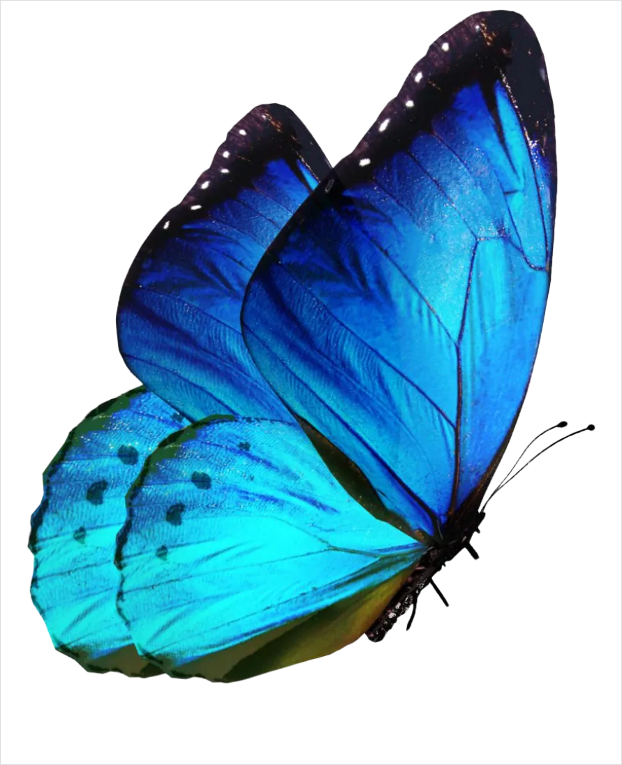 Detail Butterfly Transparent Png Number 2