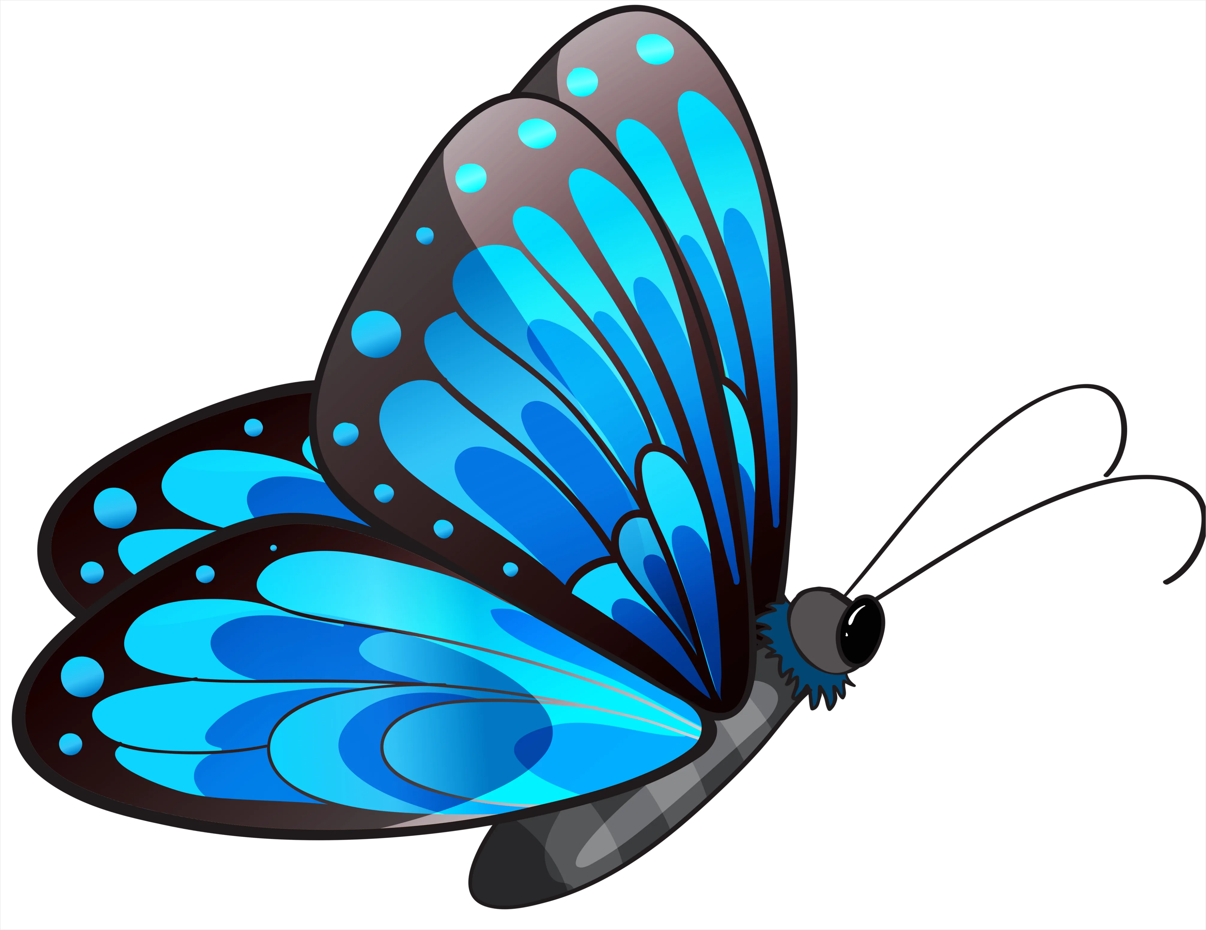 Detail Butterfly Transparent Png Number 13