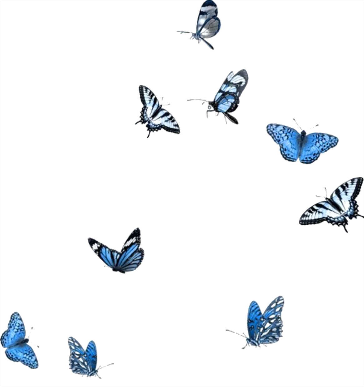 Detail Butterfly Transparent Png Number 14
