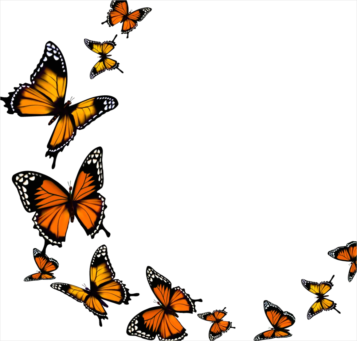 Detail Butterfly Transparent Png Number 17
