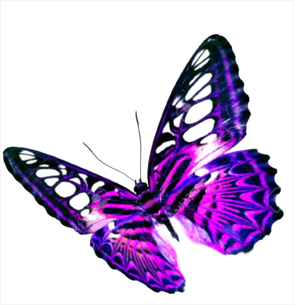 Detail Butterfly Transparent Png Number 4
