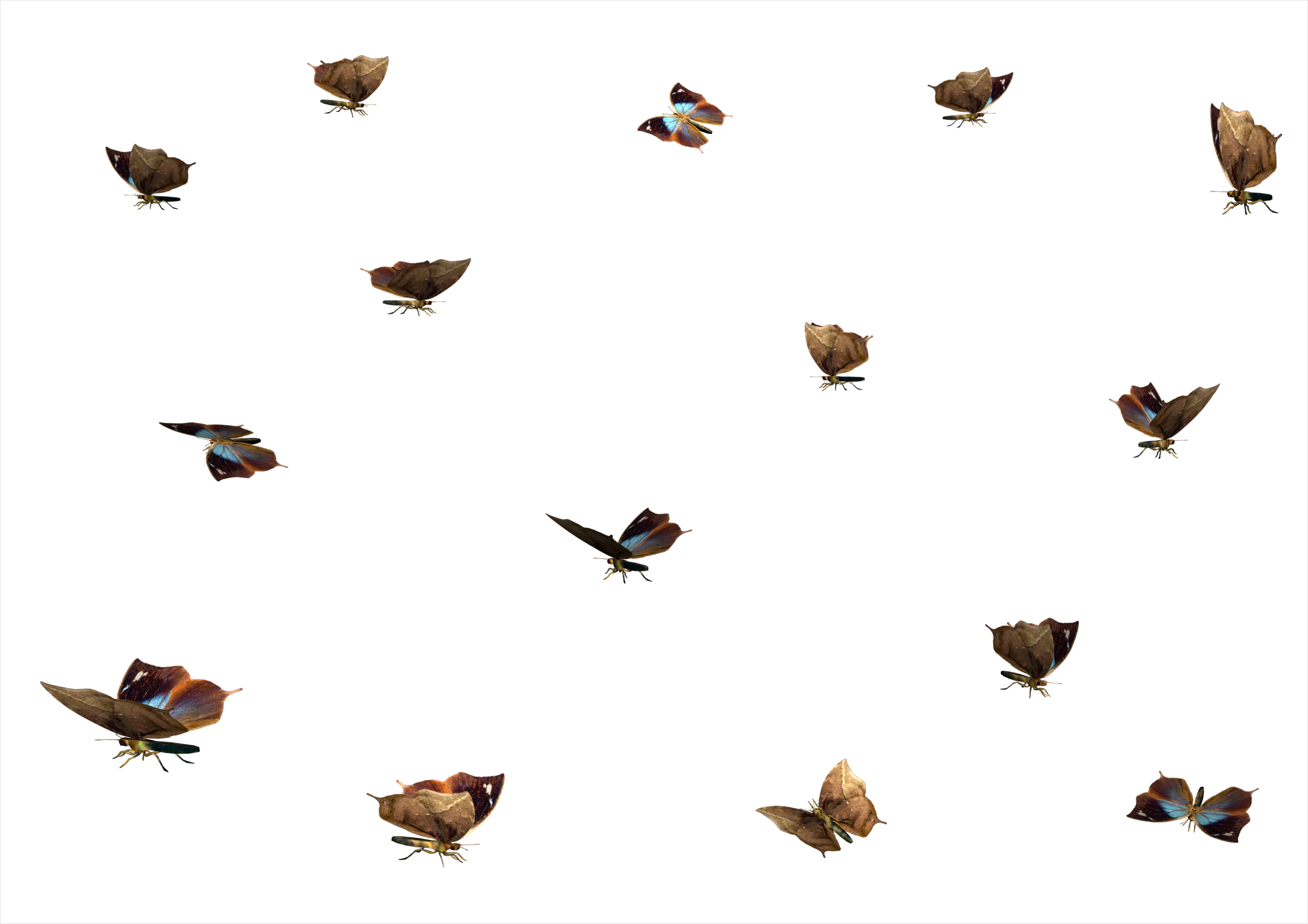 Detail Butterfly Transparent Png Number 5