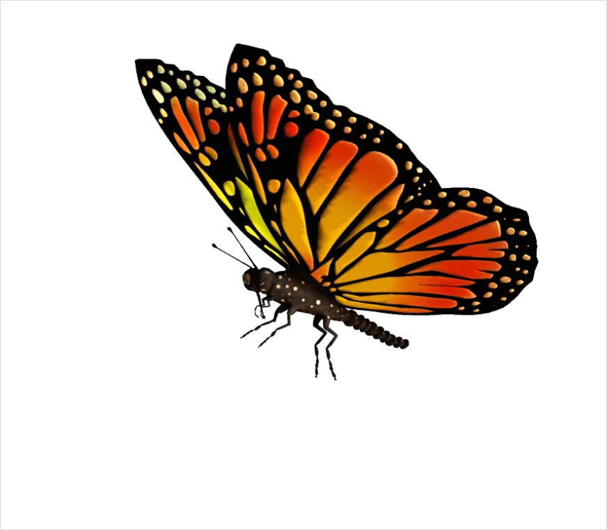 Detail Butterfly Transparent Png Number 6