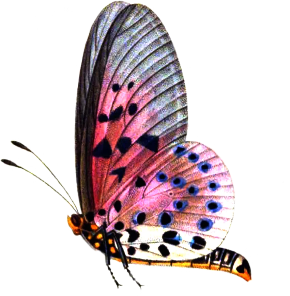 Detail Butterfly Transparent Png Number 7