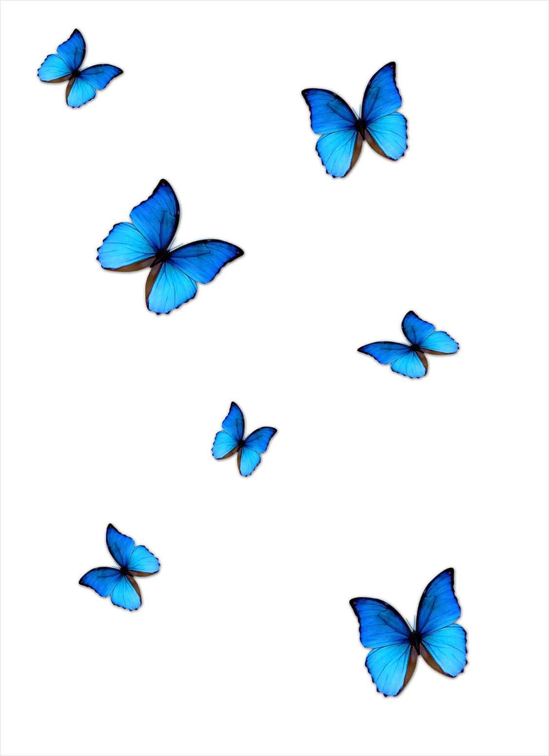Detail Butterfly Transparent Png Number 8