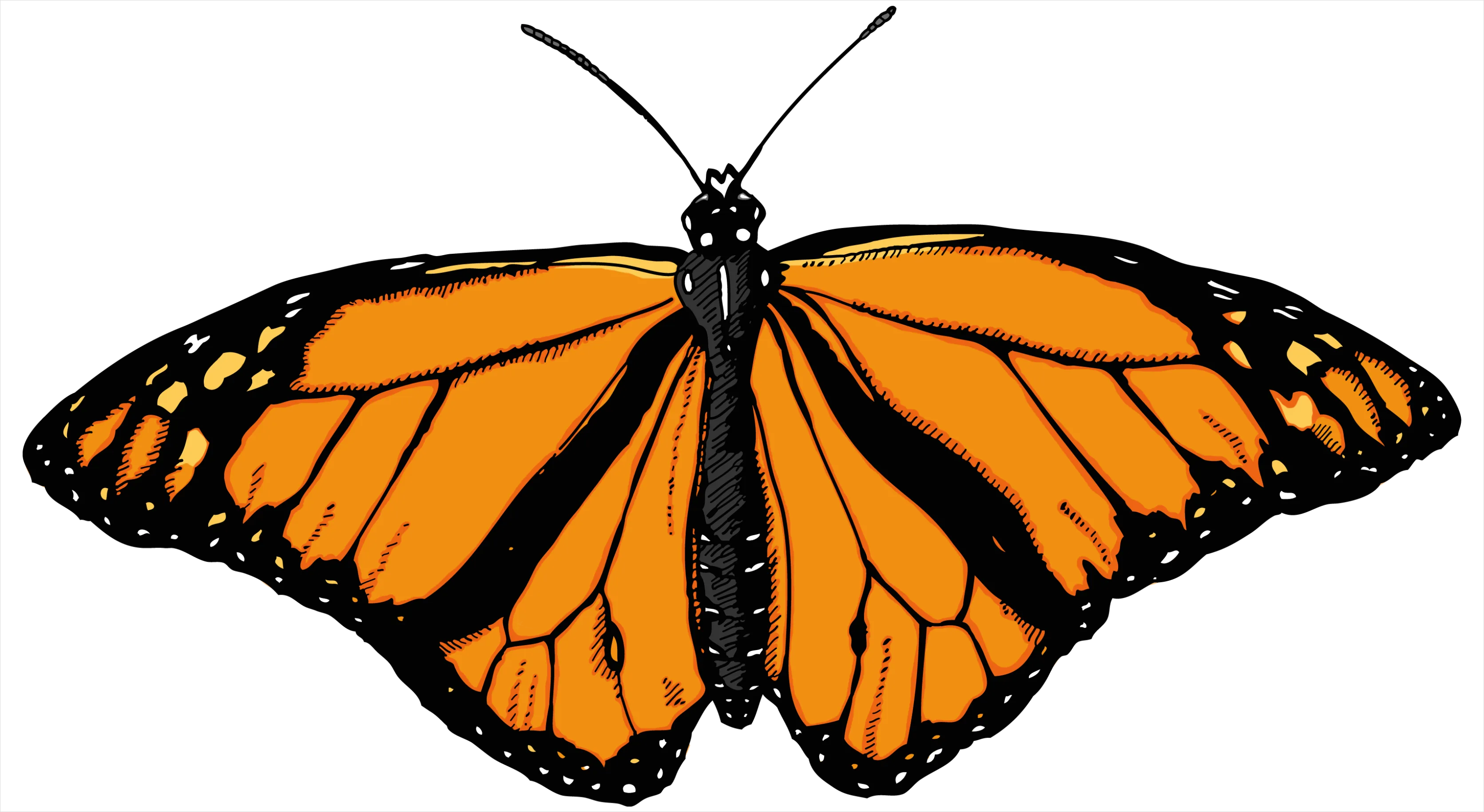 Detail Butterfly Transparent Png Number 9