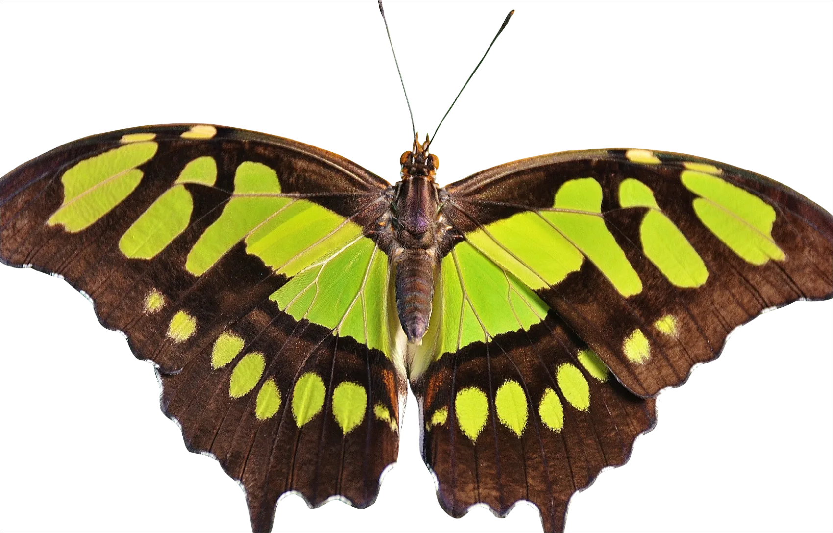 Detail Butterfly Transparent Png Number 10
