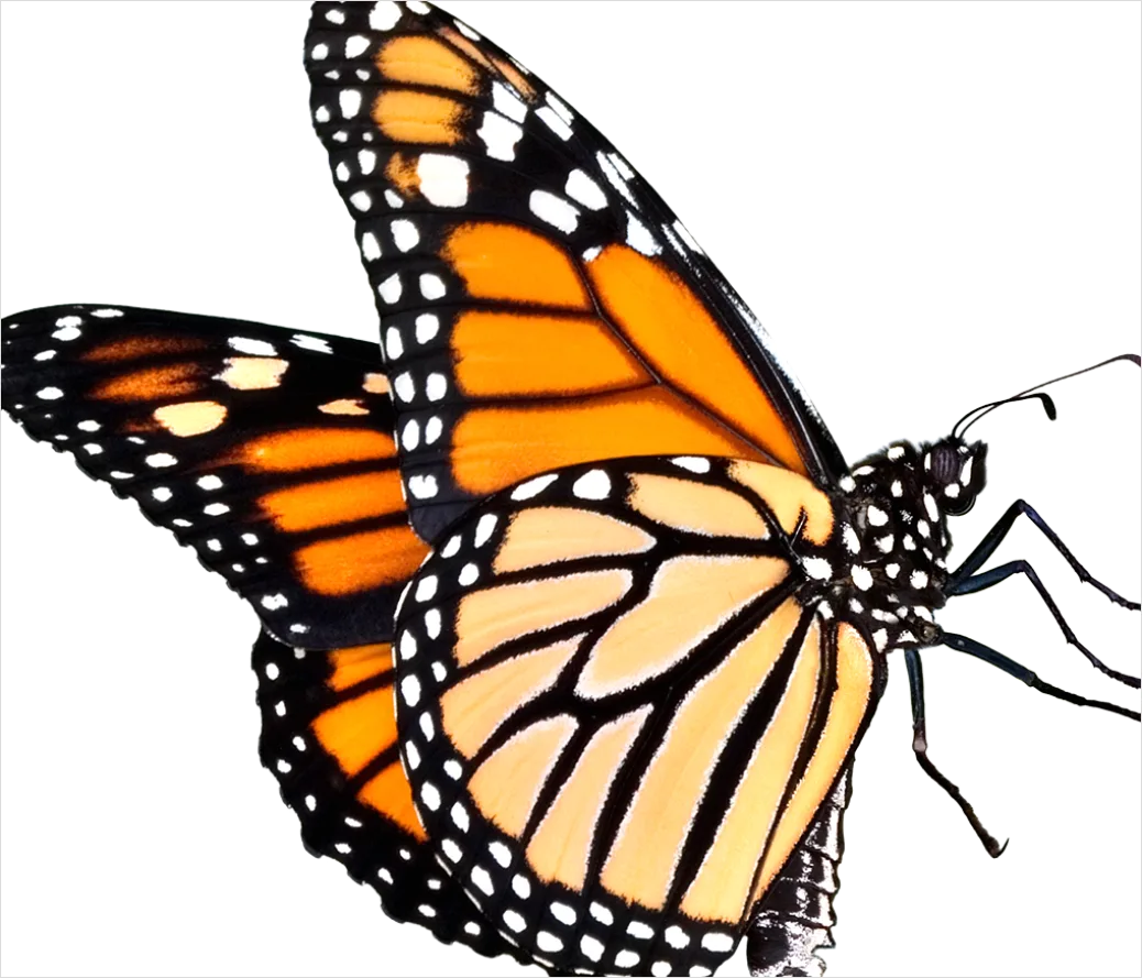 Detail Butterfly Transparent Png Clipart Number 14