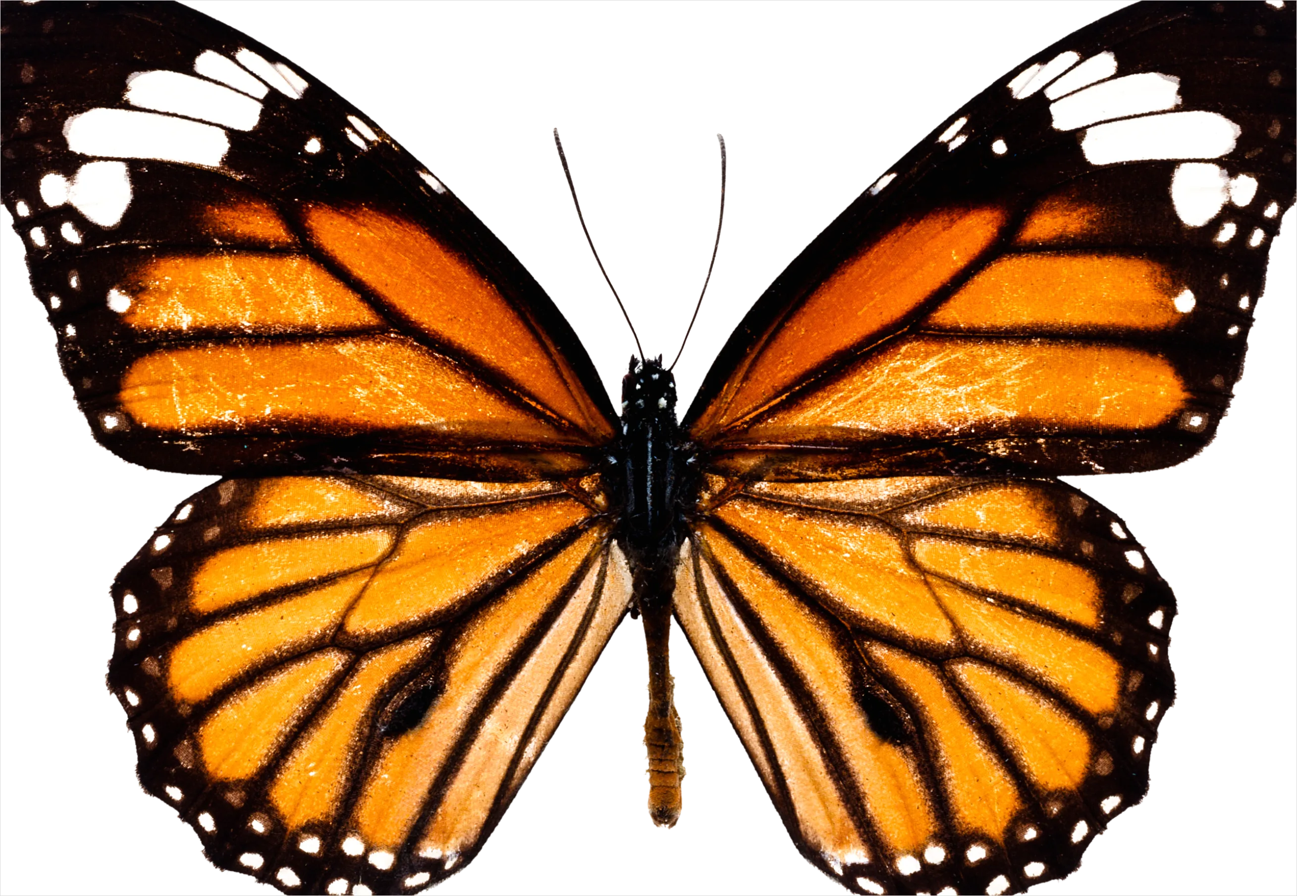 Detail Butterfly Transparent Png Clipart Number 17