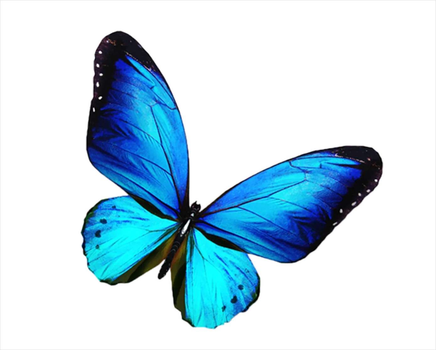 Detail Butterfly Transparent Png Clipart Number 18