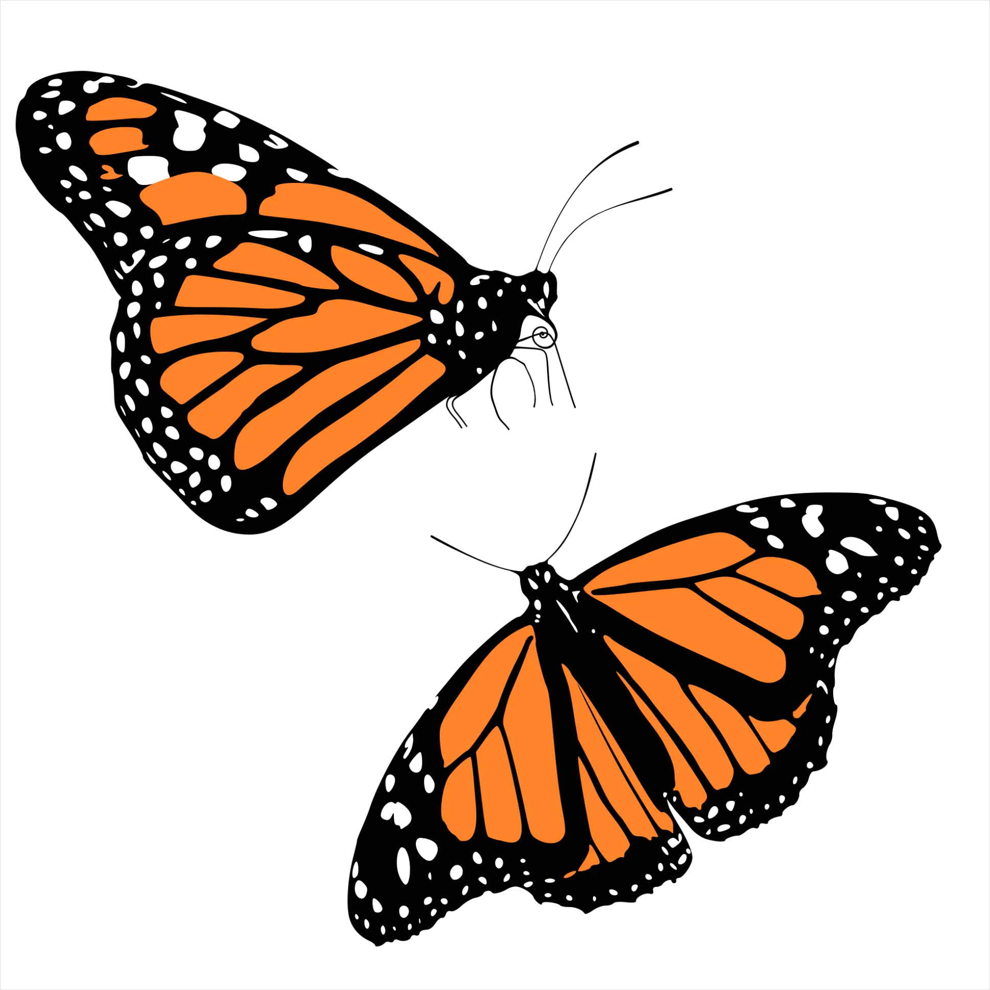 Detail Butterfly Transparent Png Clipart Number 19
