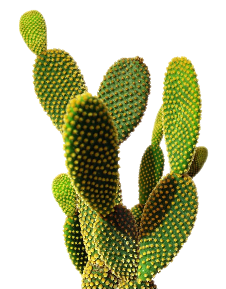 Detail Cactus Transparent Png Number 2