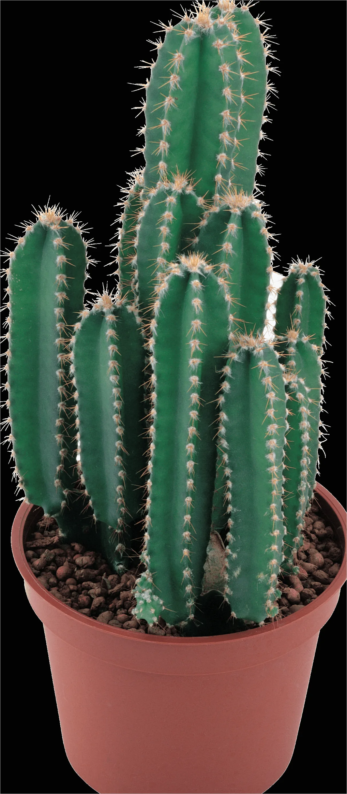 Detail Cactus Transparent Png Number 12