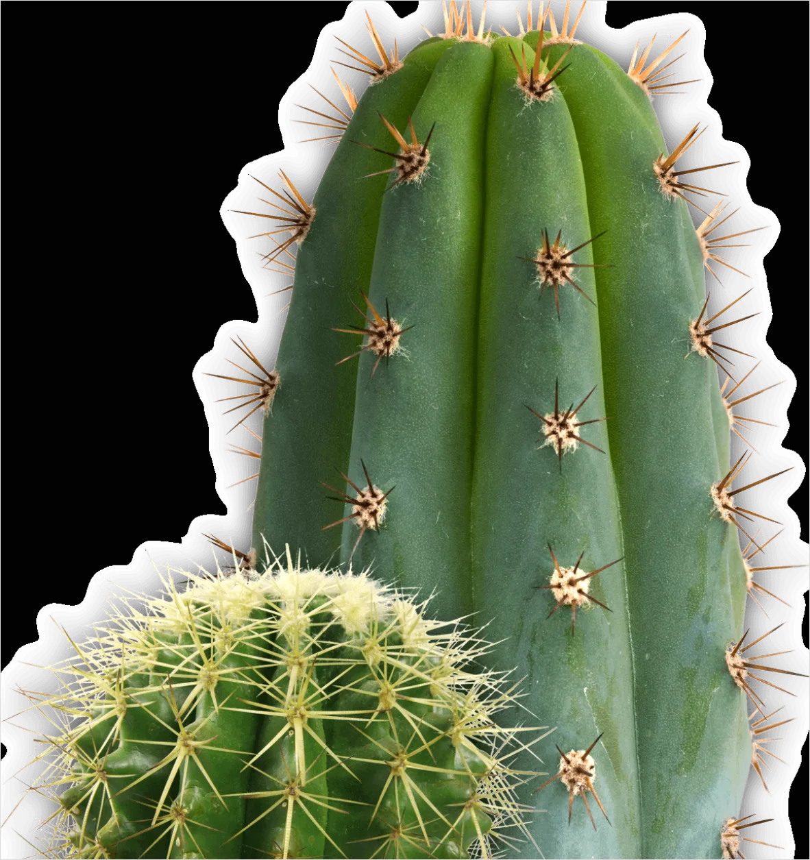 Detail Cactus Transparent Png Number 13