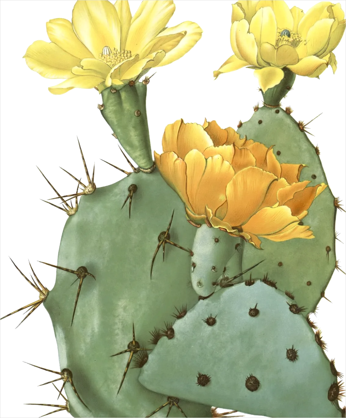 Detail Cactus Transparent Png Number 14