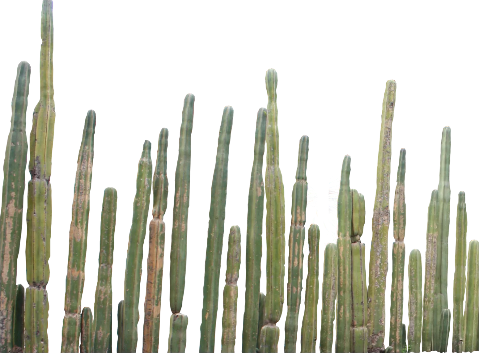 Detail Cactus Transparent Png Number 15