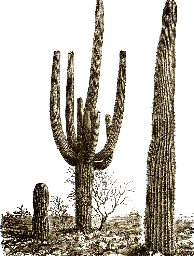 Detail Cactus Transparent Png Number 16