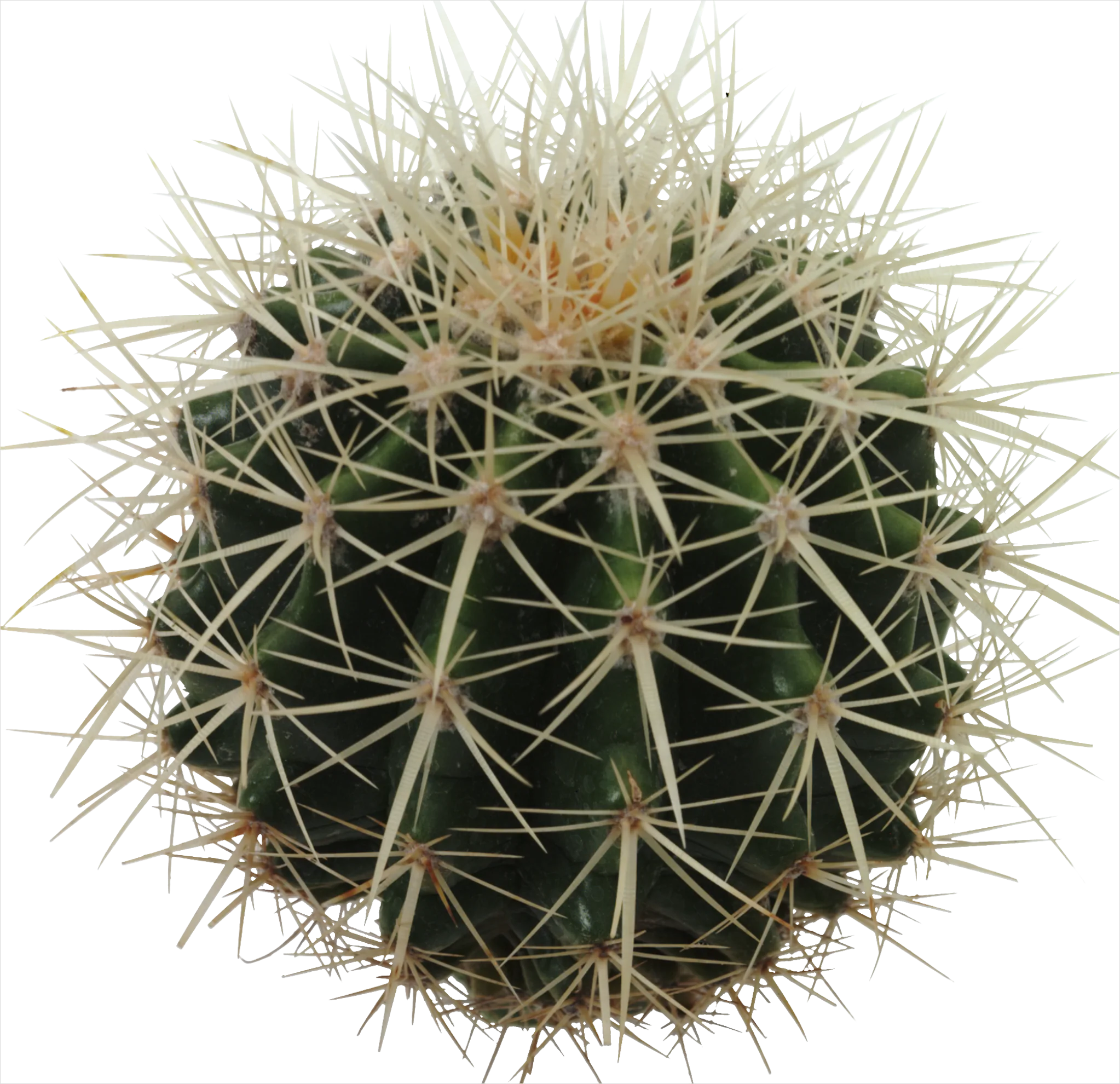 Detail Cactus Transparent Png Number 18