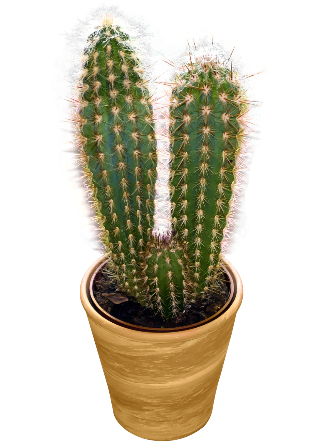 Detail Cactus Transparent Png Number 3