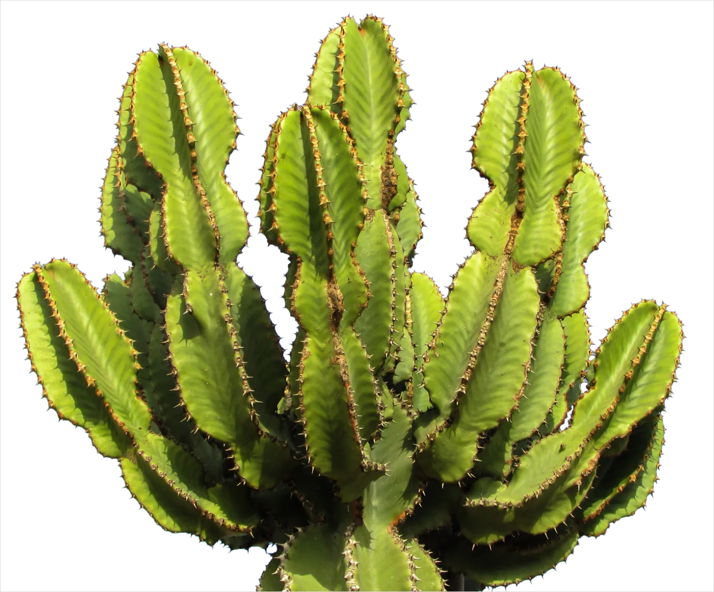 Detail Cactus Transparent Png Number 4
