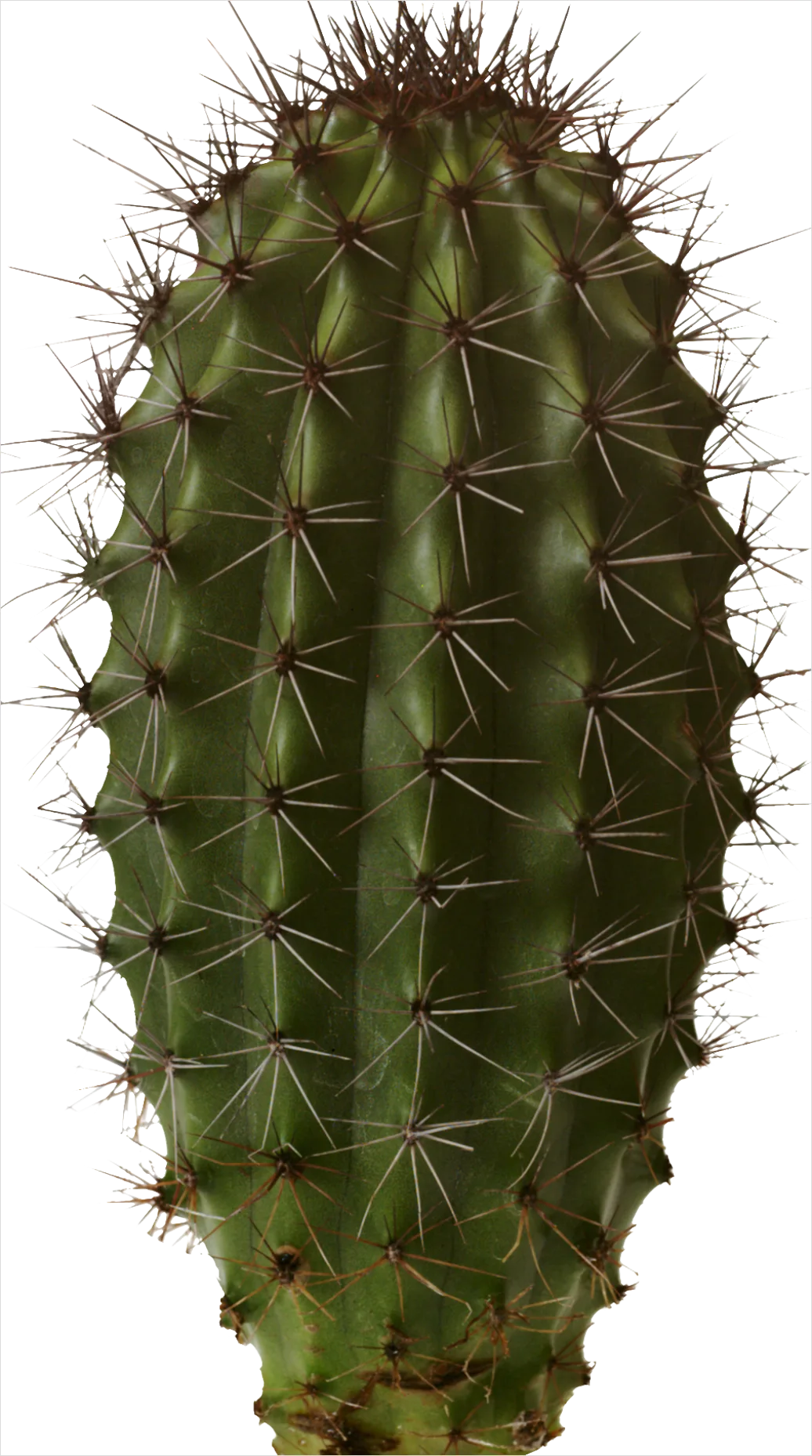 Detail Cactus Transparent Png Number 5