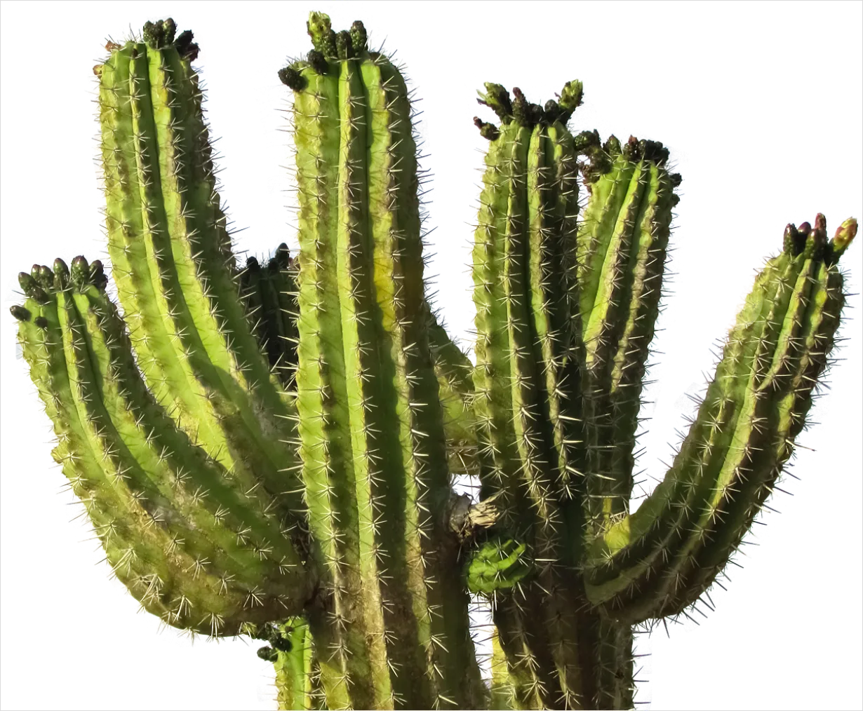 Detail Cactus Transparent Png Number 6