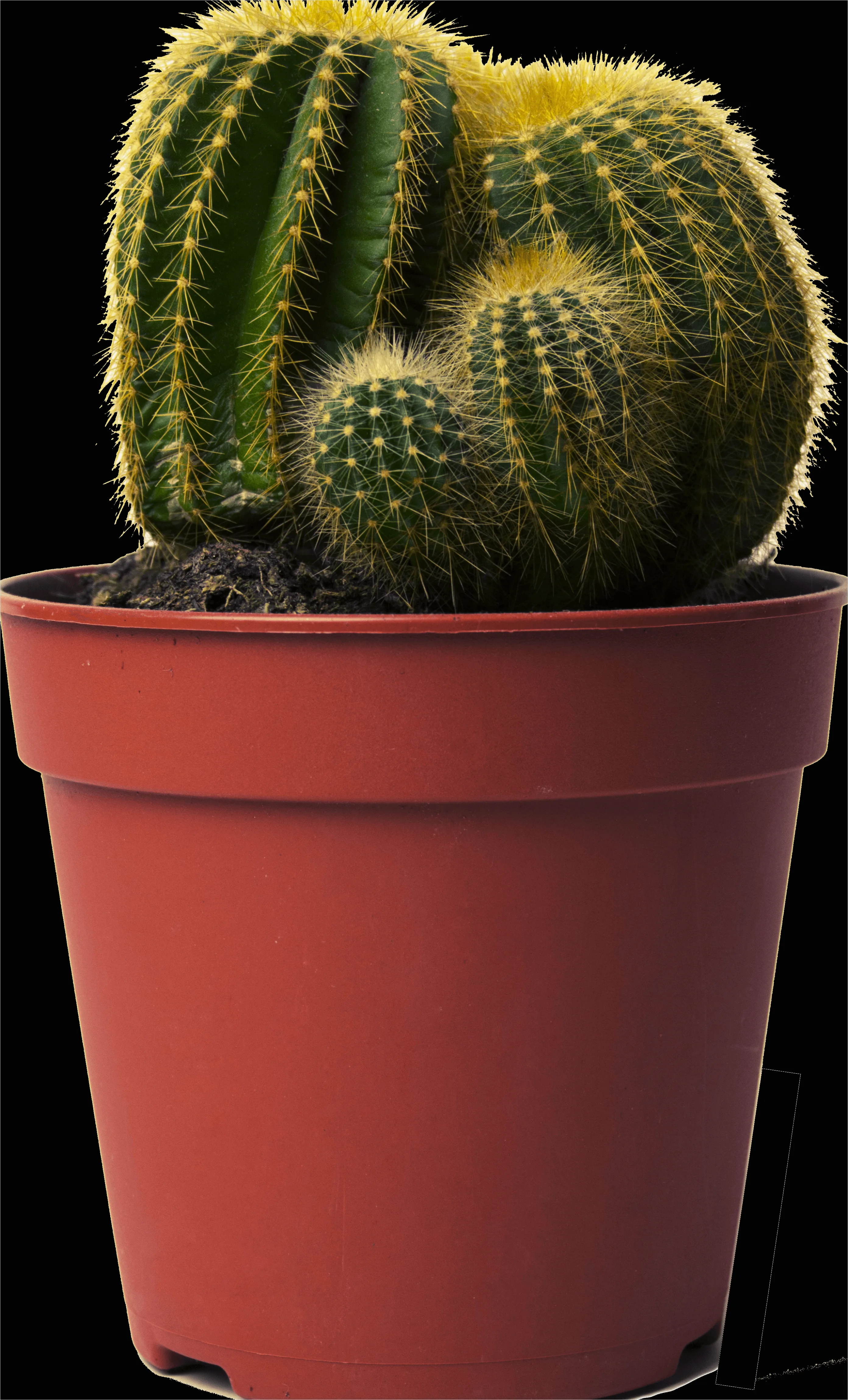 Detail Cactus Transparent Png Number 7