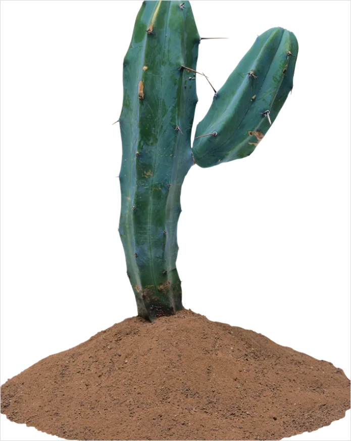 Detail Cactus Transparent Png Number 9