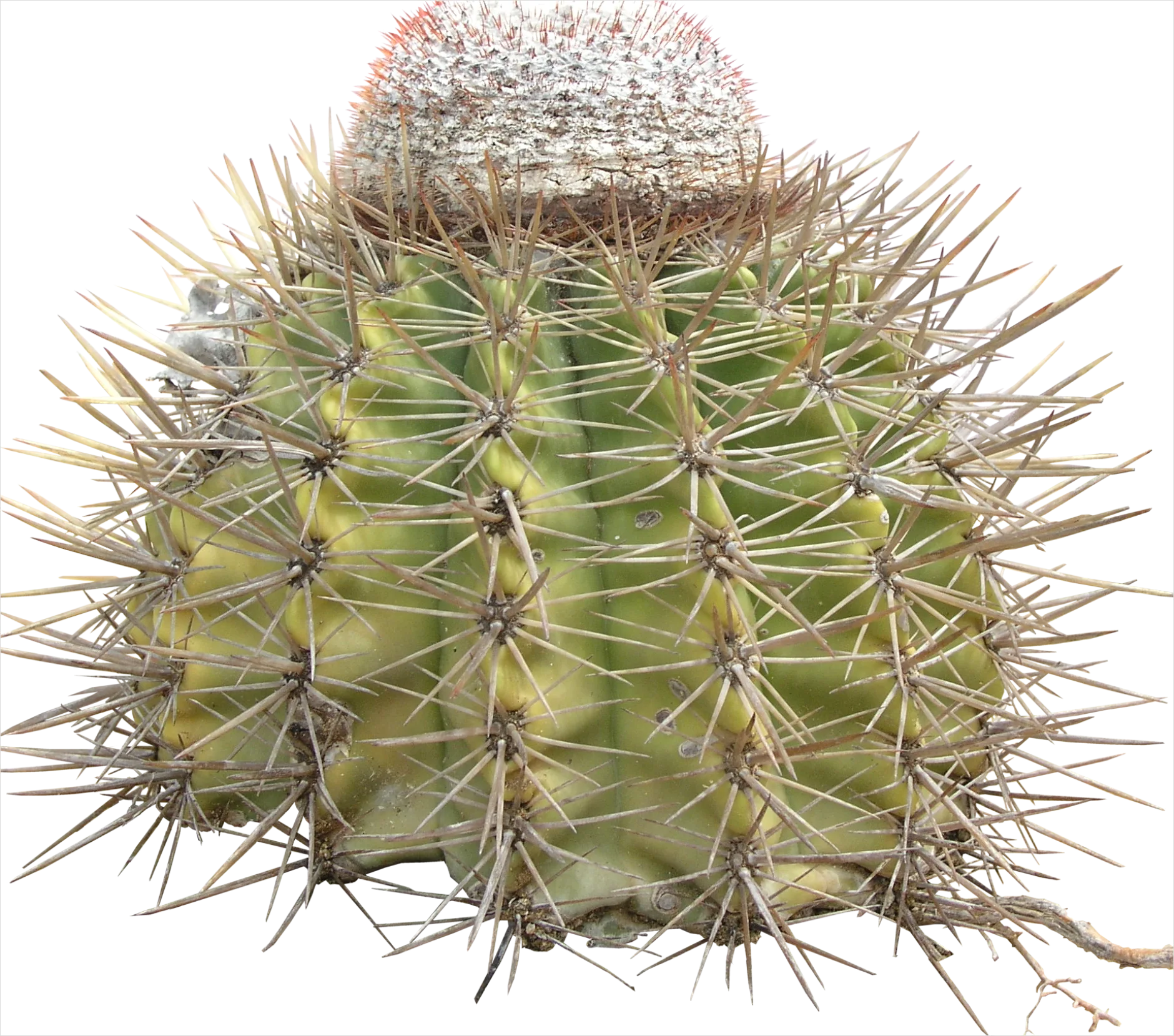Detail Cactus Transparent Png Number 10