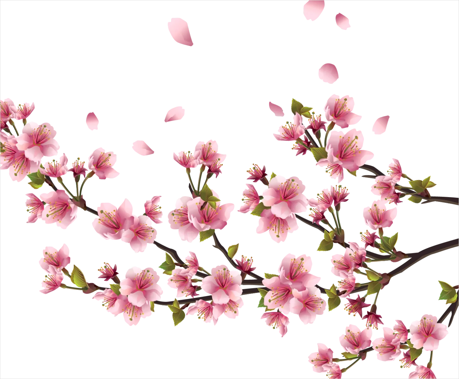 Detail Cherry Blossom Transparent Png Number 2
