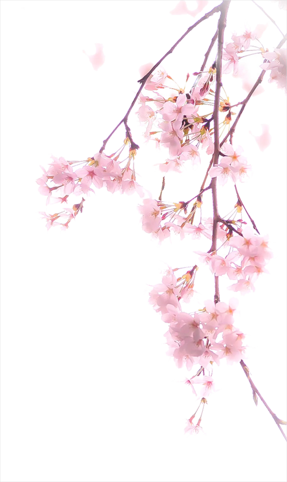 Detail Cherry Blossom Transparent Png Number 11