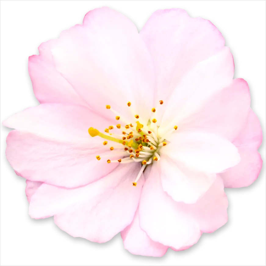 Detail Cherry Blossom Transparent Png Number 14